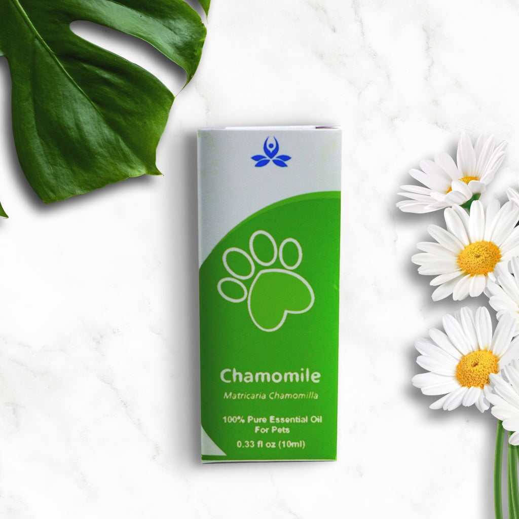 Pet Chamomile Essential Oil Pet Essential oil