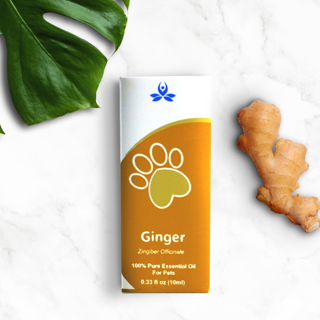 Ginger essential oil cheap for dogs