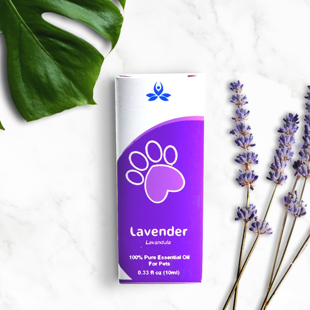 Pet Lavender Essential Oil Pet Essential oil 