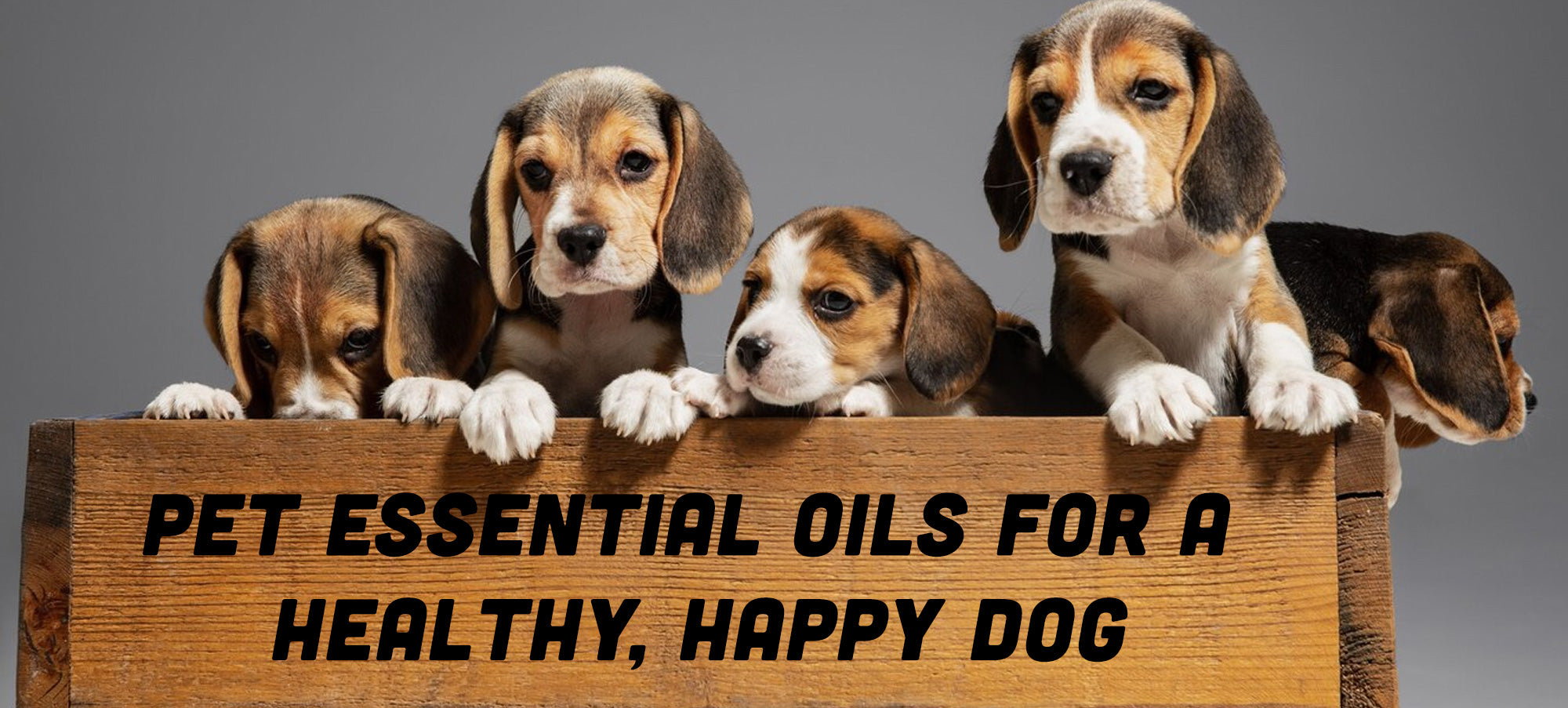 Pet Essential Oils Safe for Your Dogs
