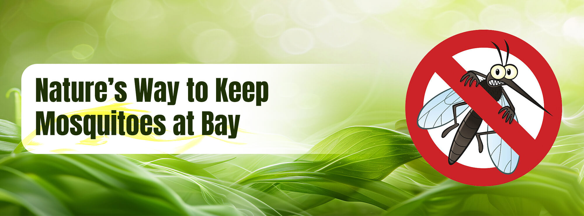 6 Effective Natural Mosquito Repellents