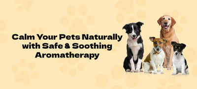 Does Aromatherapy Calm Your Pets? Pet-friendly Incense & Essential Oils