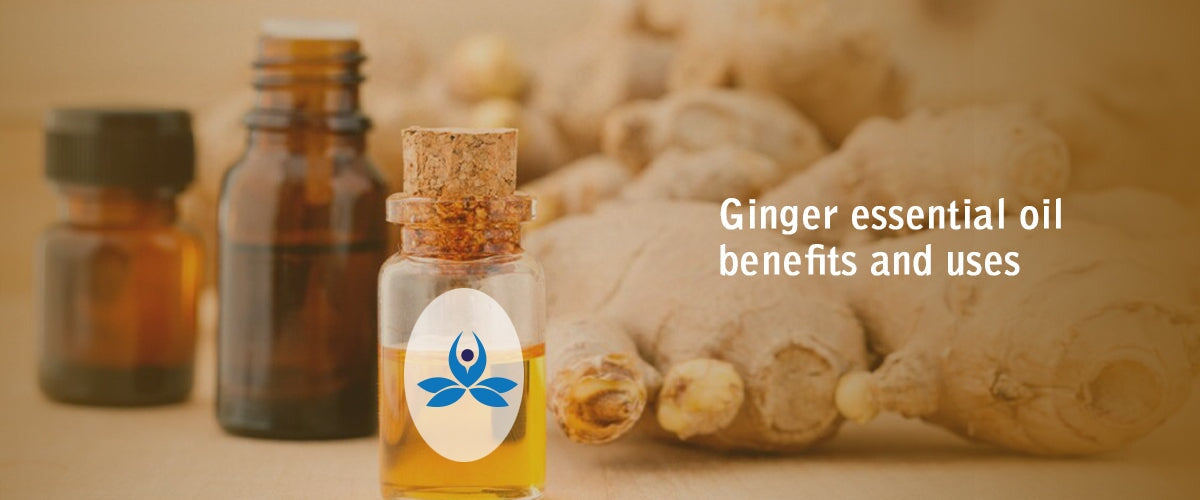 Ginger essential oil benefits and uses