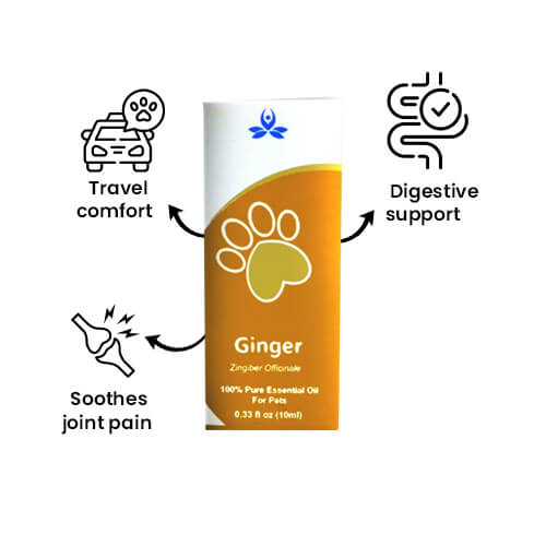 Pet Ginger Essential Oil